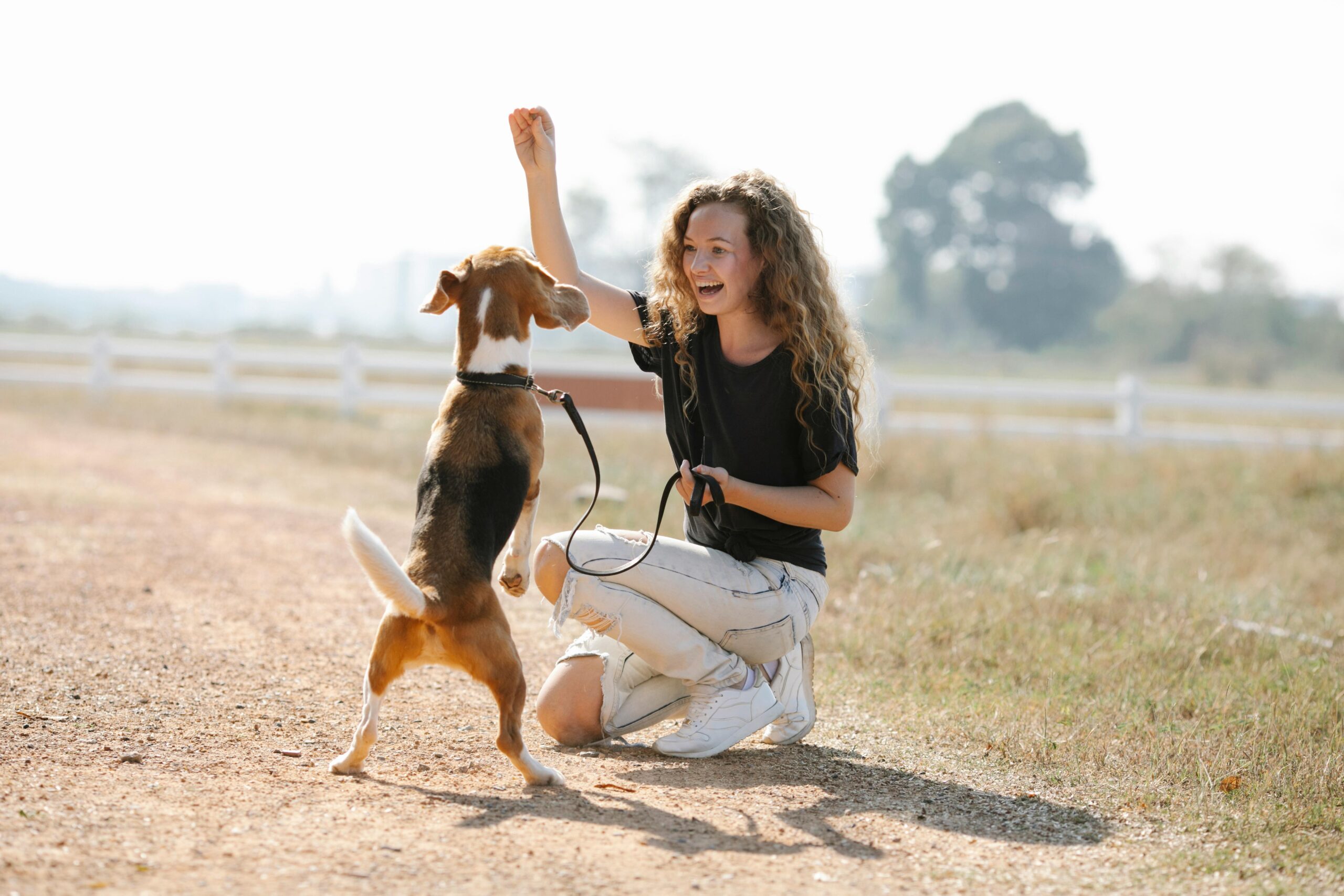what-are-the-5-golden-rules-of-dog-training