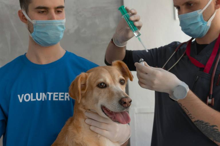 how-often-do-dogs-need-rabies-shots