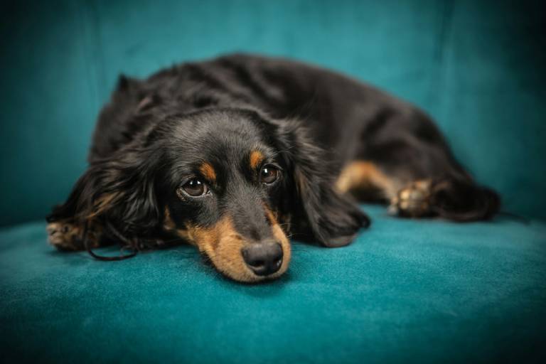 best-dog-beds-for-small-dogs