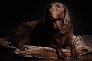 dogs-beds-for-large-dogs-03