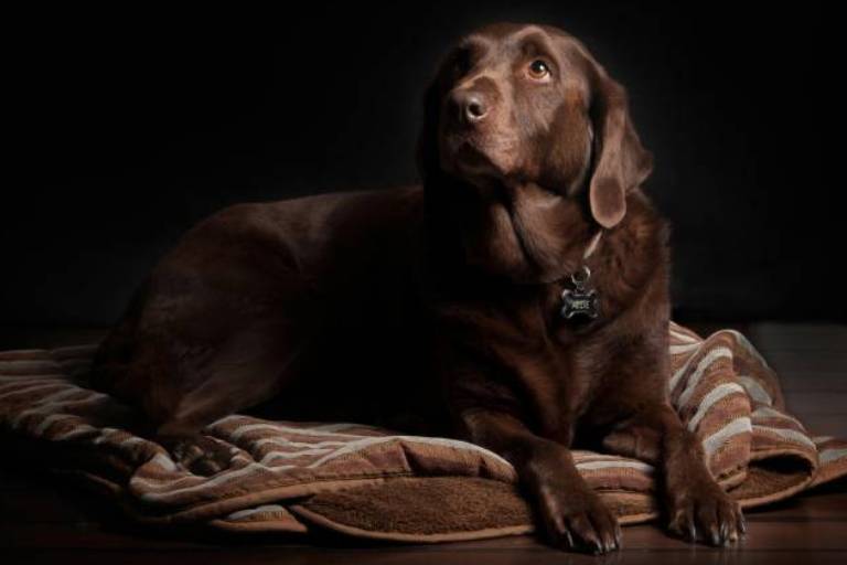 dogs-beds-for-large-dogs-03